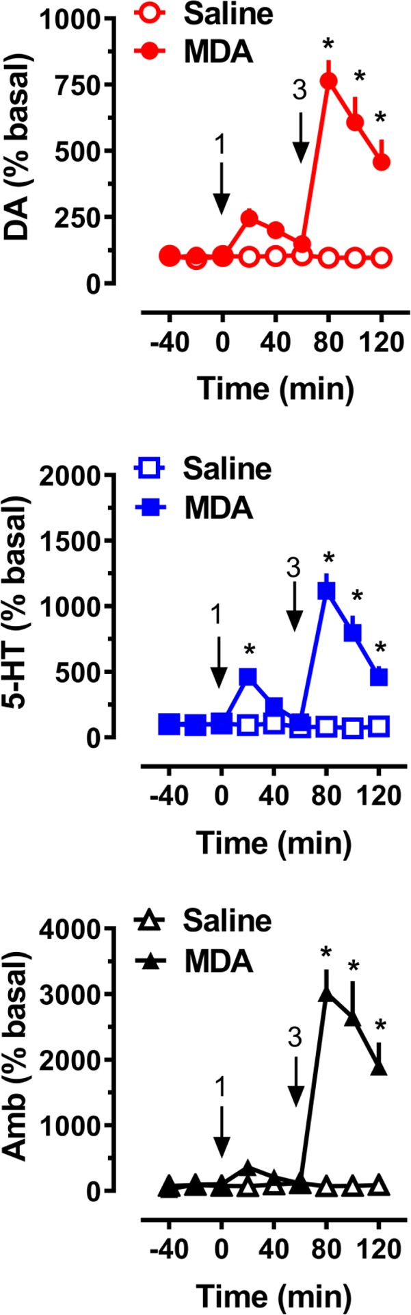 Effects of MDA administration on extracellular dopamine (DA) and 5-HT concentrations, and horizontal ambulation (Amb), in rats undergoing microdialysis in nucleus accumbens.